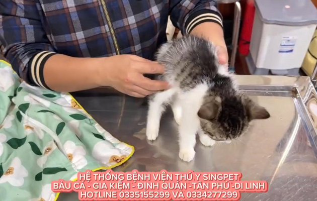 Bé mèo phục hồi sau khi điều trị chân