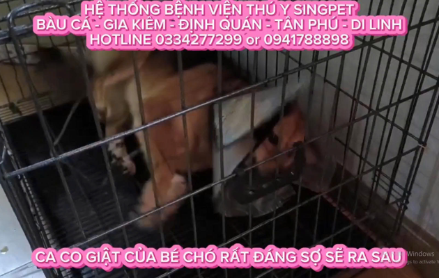 Điều trị ca co giật của bé chó 